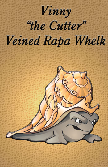 Rapa Whelk