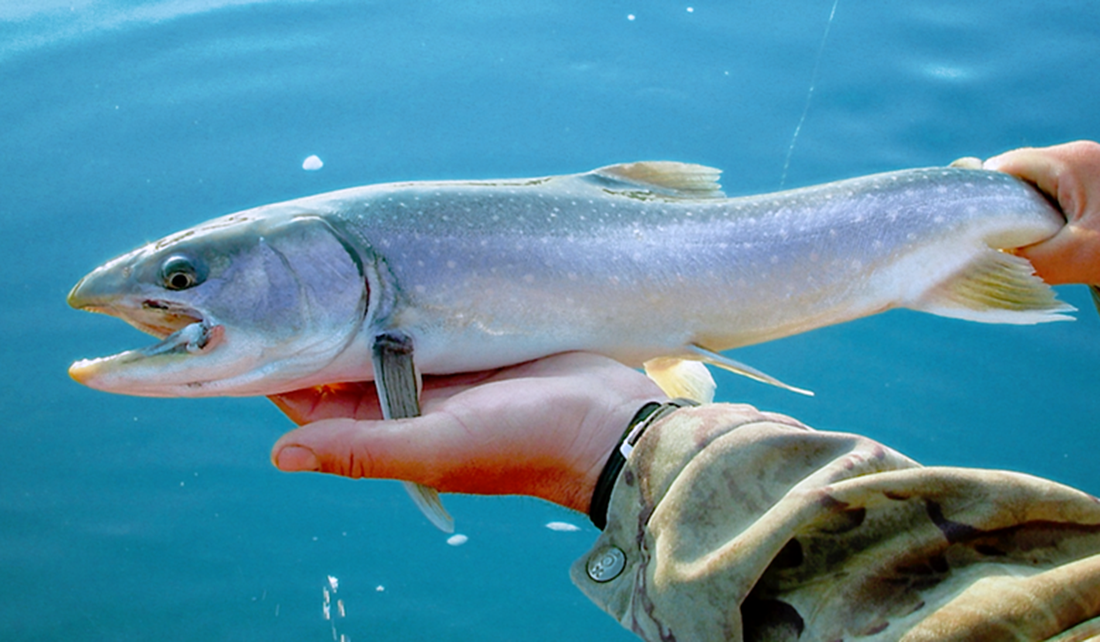 Charter_fishing_fish_cropped