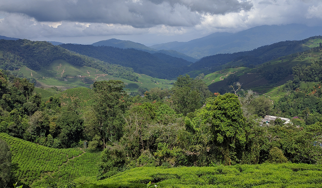 Malaysia tea plantation_Lauren_Fields