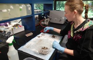 Crystal Hall sits at a work station, separating zebra mussels from quagga mussels