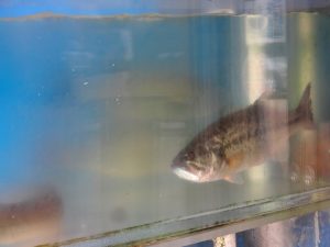 fish swimming in aquaculture tank