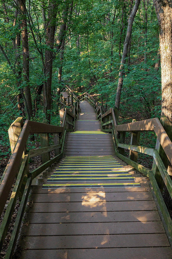 Wooden staircase winding down a forested sand dune at Indiana Dunes.