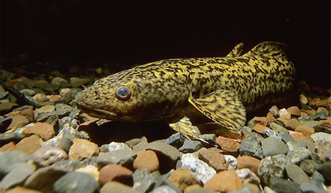 Species spotlight: Burbot - Illinois-Indiana Sea GrantIllinois-Indiana Sea  Grant