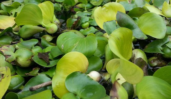 Invasive Plants From Water Gardens And Aquariums Must Be Disposed Of ...