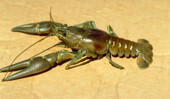 image of rusty crayfish