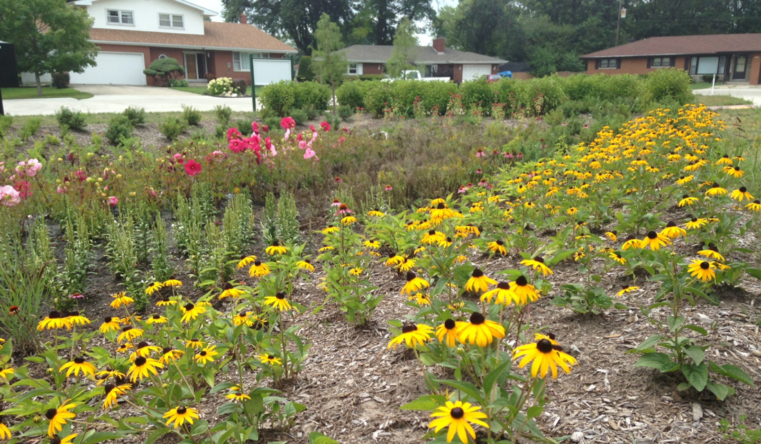 residential rain garden