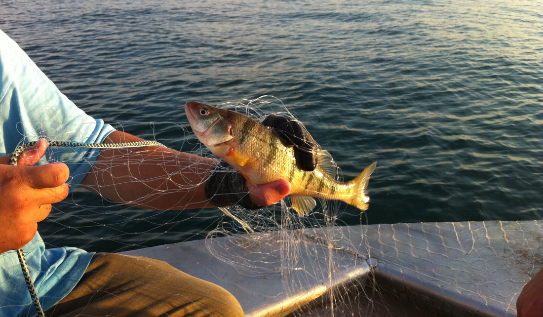 yellow perch caught nearshore on Lake Michigan