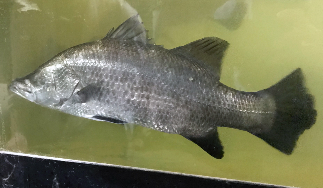 Barramundi fish in an aquaculture tank