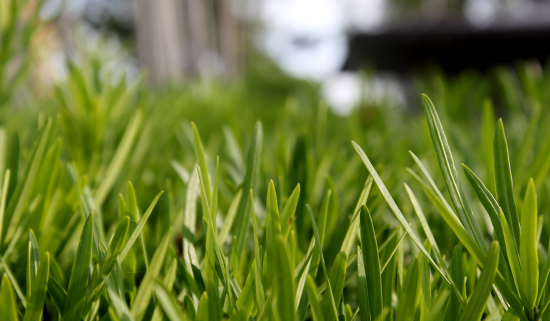 closeup of grass blades on a lawn