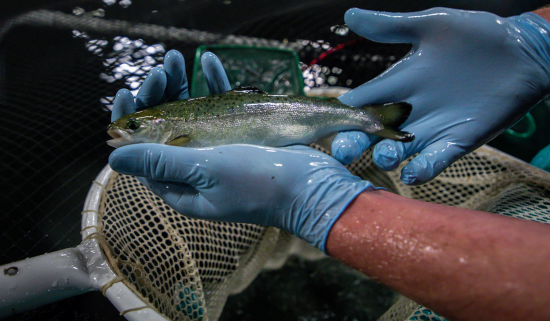 A person with blue sterile gloves holds a fish pulled from an aquaculture tank at AquaBounty Farms Indiana