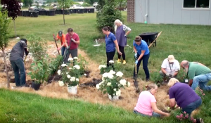 community members working together to plant flowers and shrubs in a rain garden