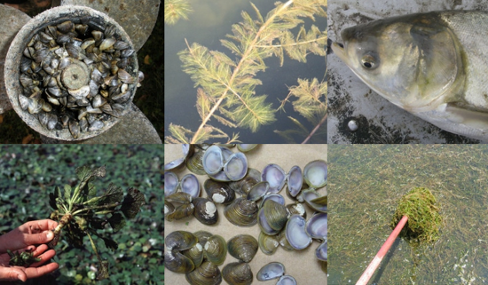 Various types of Aquatic Invasive Species found in Illinois and Indiana