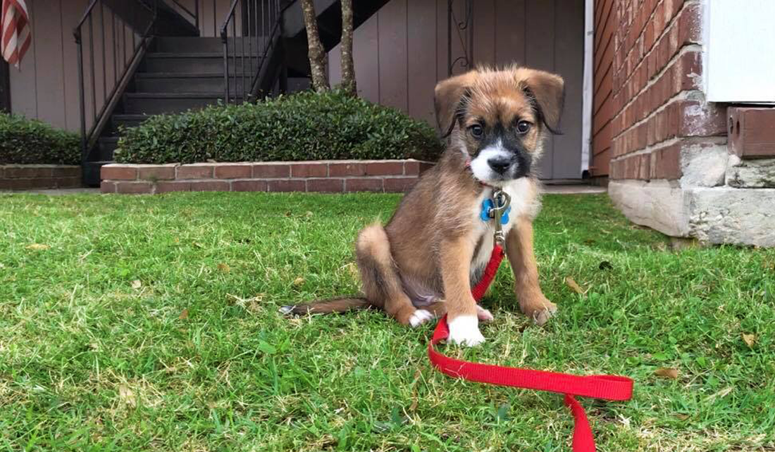 puppy with collar and red leash sits on lawn