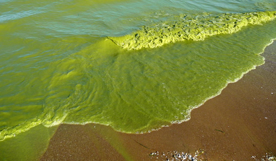 lake shoreline with water an algae green color