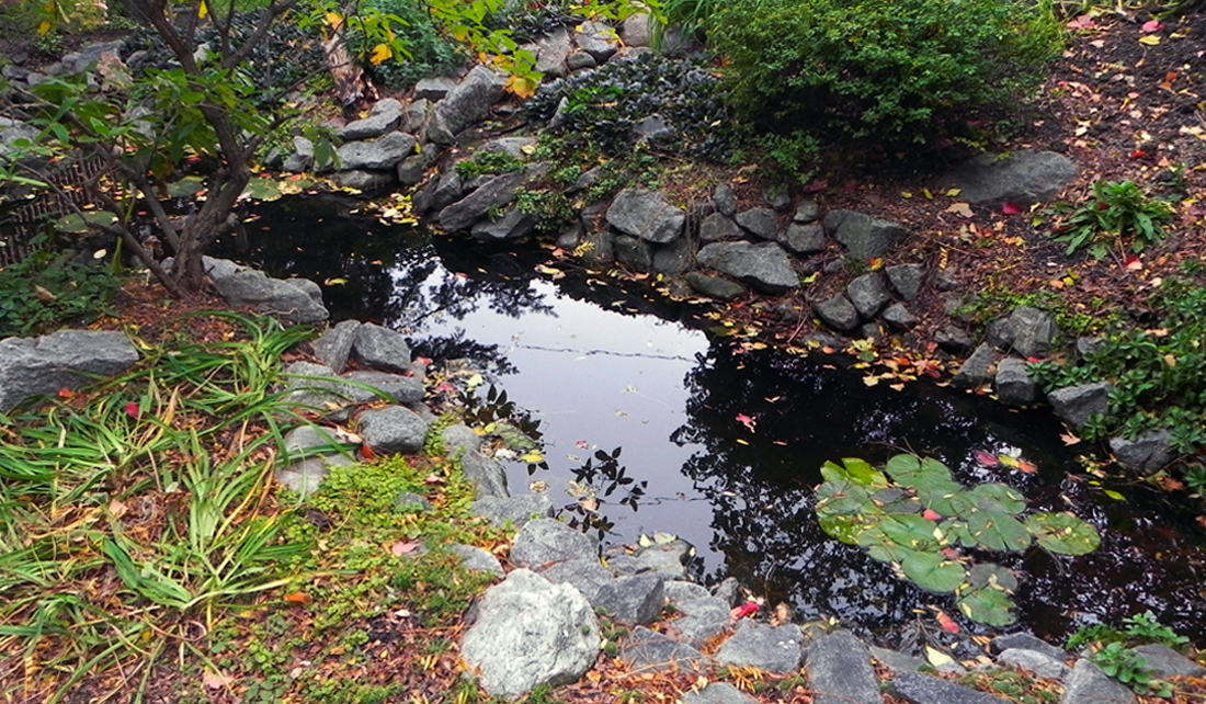 water garden