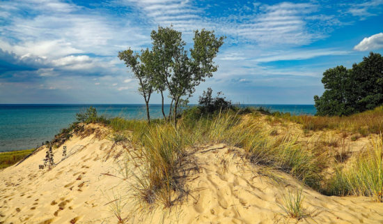 vegetation grows on sand dunes on the coast of Lake Michigan in Beverly Shores, Indiana