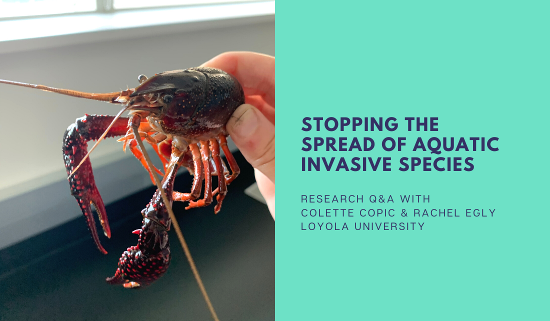 image of crayfish and text "stopping the spread of aquatic invasive species: research Q&A with Colette Copic and Rachel Egly, Loyola University"