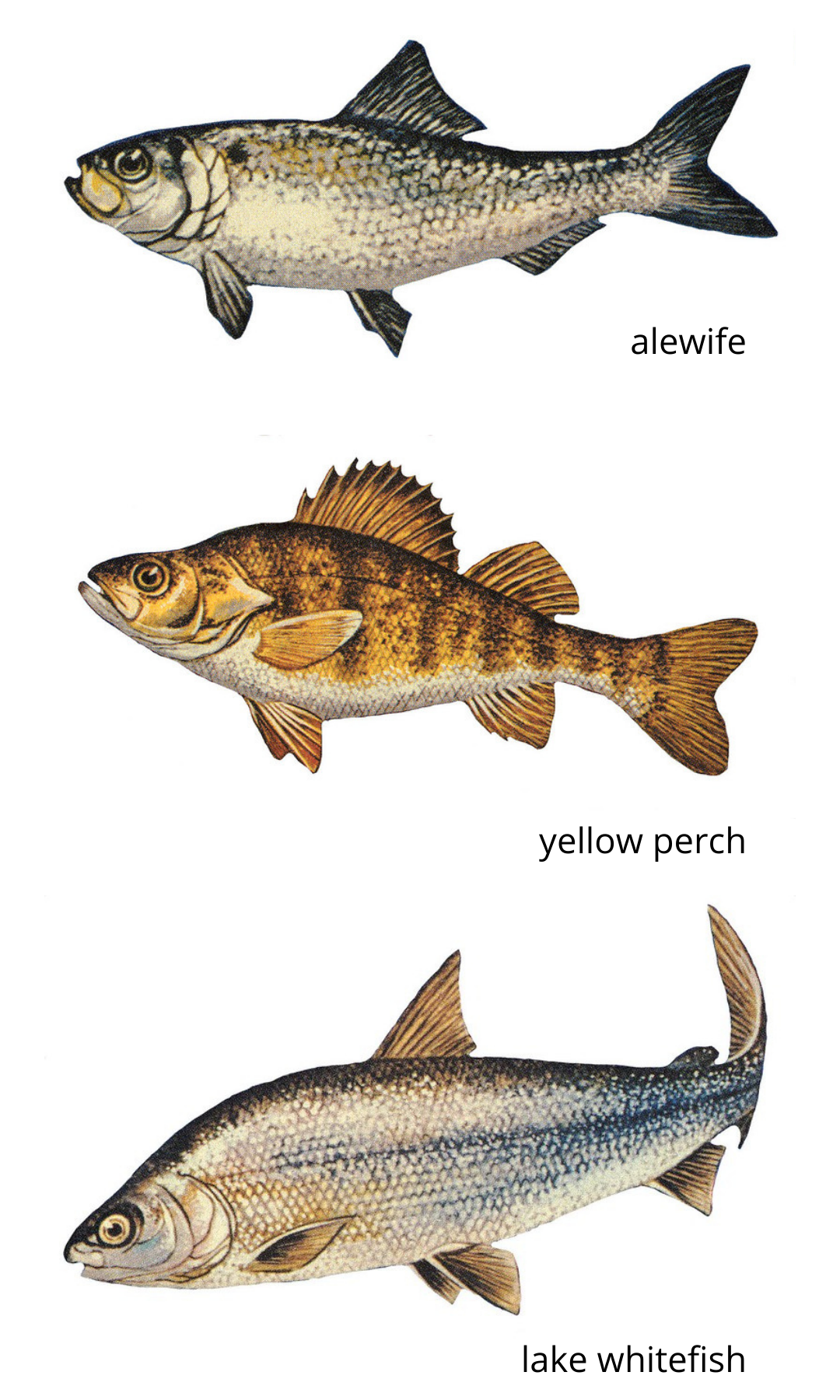illustrations of alewife, yellow perch, and lake whitefish