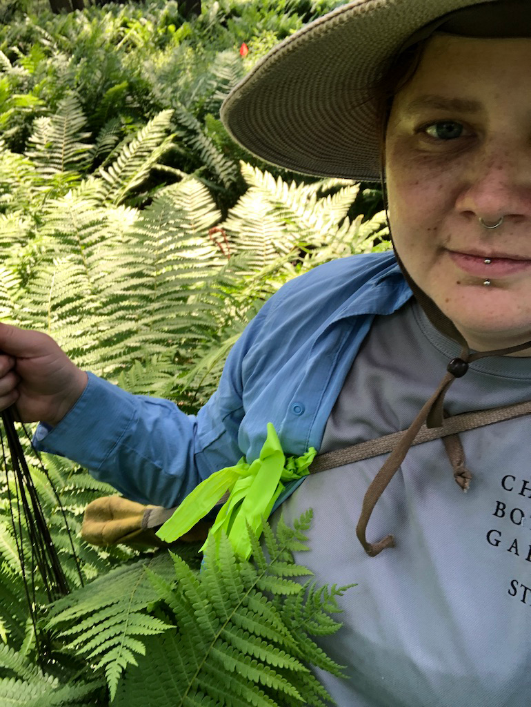 woman in safari hat and Chicago Botanic Gardens shirt wades through ferns nearly as tall as her