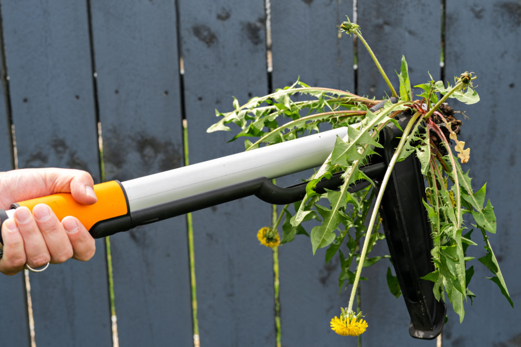 hand holding mechanical weed remover with dandelions