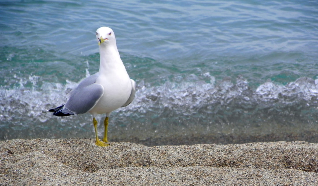 gull on the beach