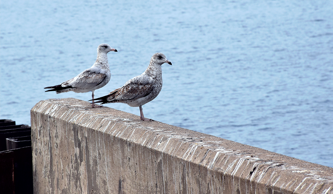 gulls sitting on ledge near Lake Michigan