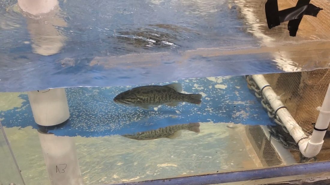 Research Q&A with Katey Strailey: How stream restoration structures ...