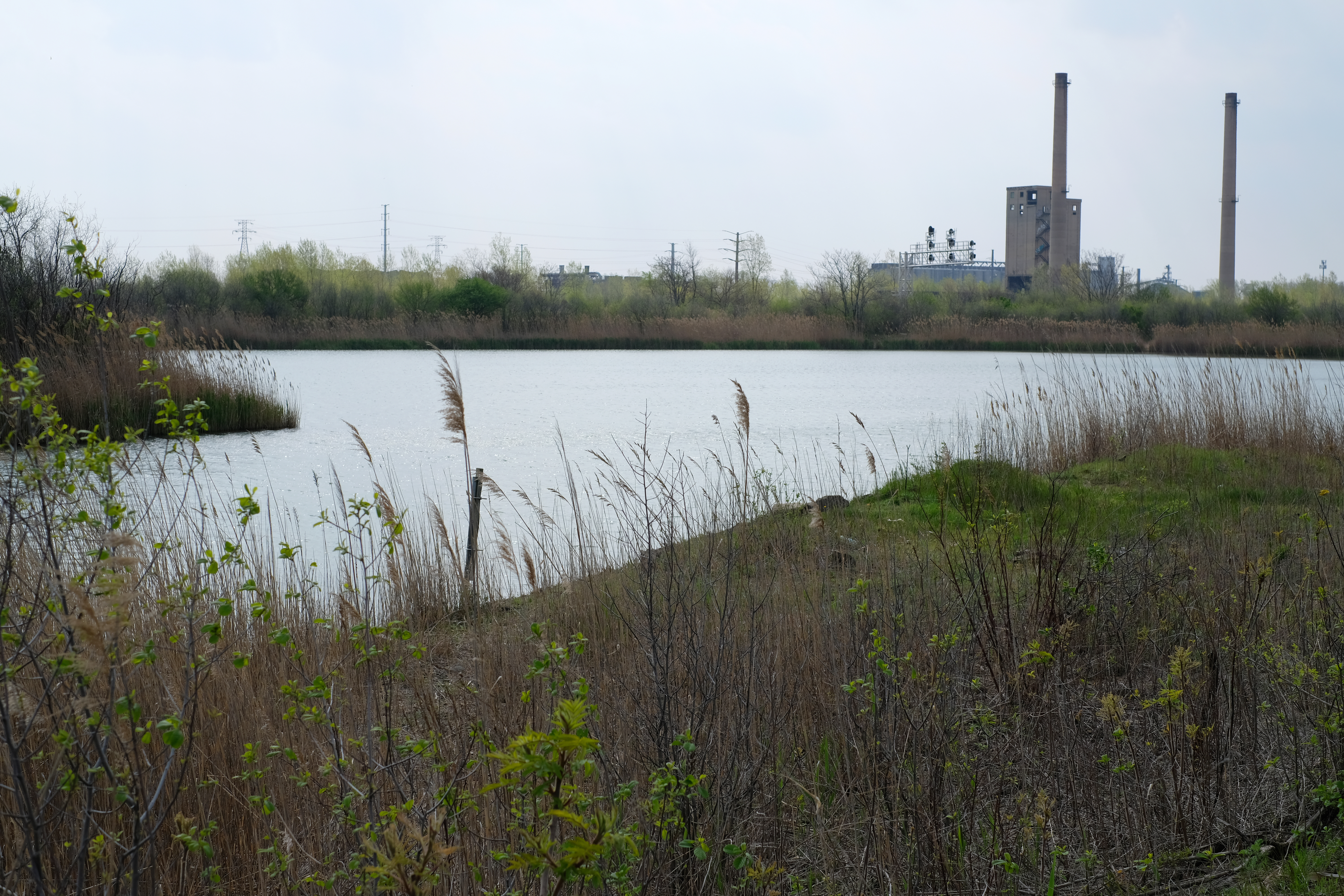 This is an image of Big Marsh in Illinois. In the foreground there are grasses. Along the right side and the background, there are more grasses, trees, and other wetland plants. In the background on the right there are industrial buildings. The open water of the marsh can be seen in the middle of this picture. The sky and water are both light gray.