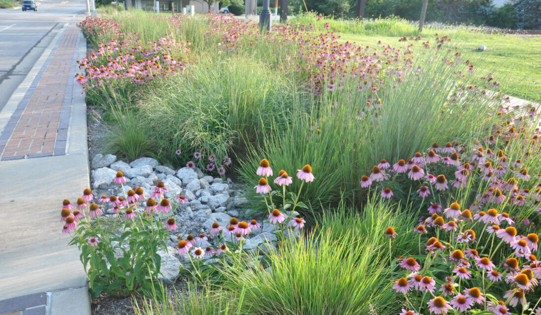 Rain Gardens – Green Stormwater Infrastructure