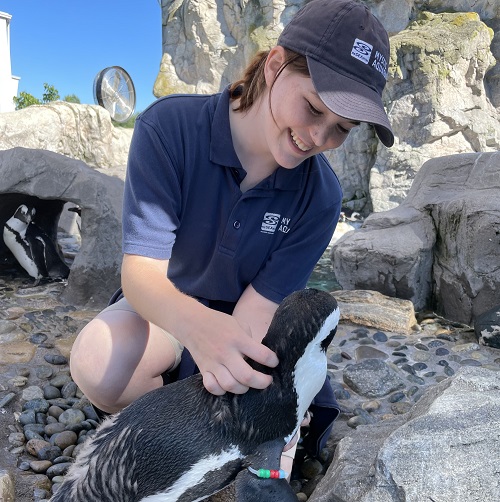 Intern Zoey Young working with penguins