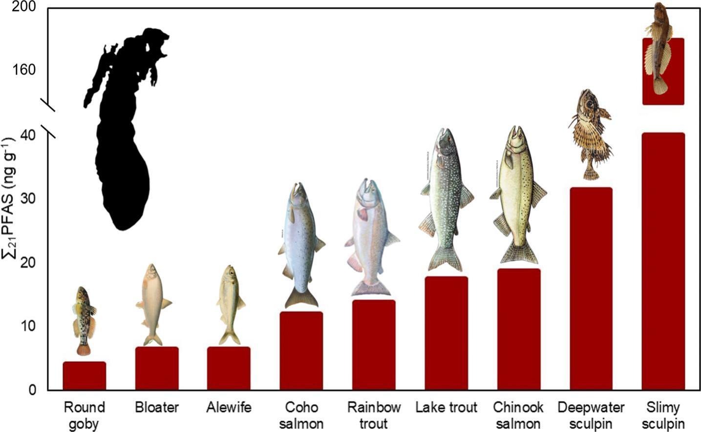 graph of PFAS levels in Lake Michigan fish