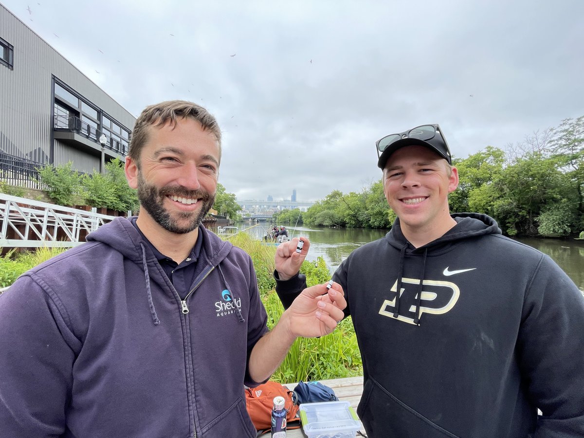 A Shedd Aquarium research stands beside a Purdue University researcher, both holding acoustic tags that will be placed into fish in the Chicago River system. 