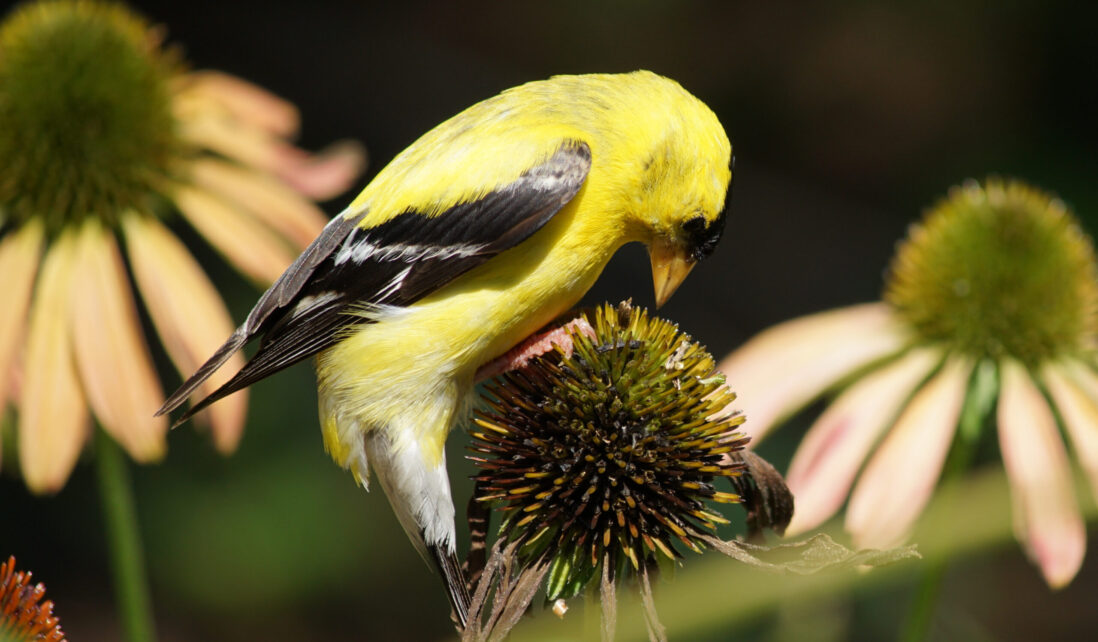 A sunny goldfinch sits on a coneflower