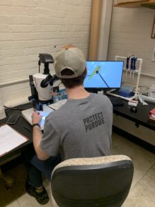 The back of a person who is sitting down at a microscope. They are wearing a hat. There is a screen in front of them that shows an image of a larval fish.