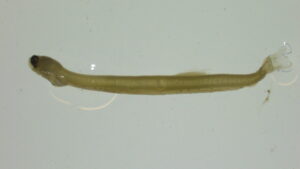 An image of a larval alewife.