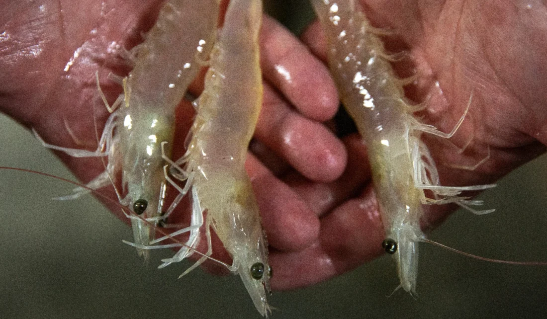 Jeff Howell shows off a trio of shrimp at Triple J Farms in Foristell, Missouri. The farm specializes in Pacific Whiteleg shrimp.