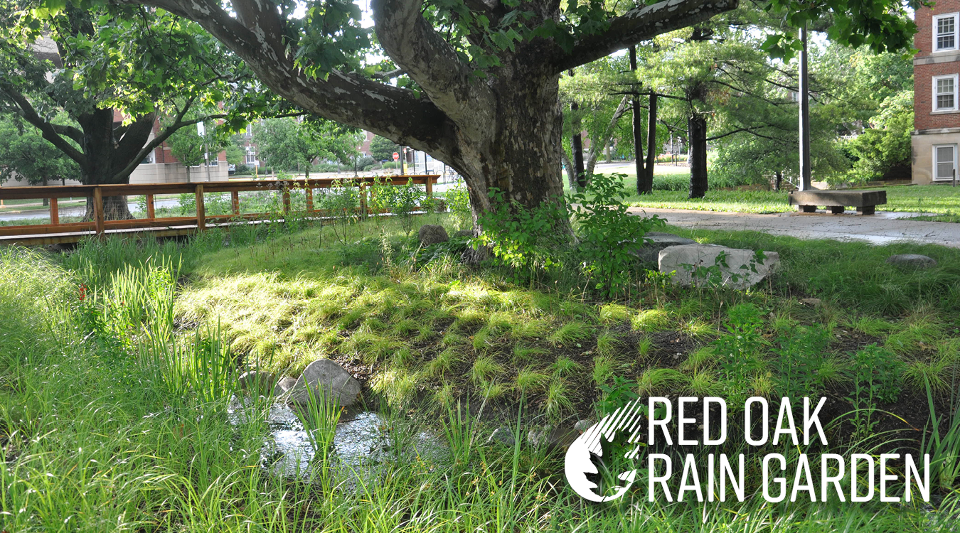 photo of a slightly flooded Red Oak Rain Garden, with the RORG logo overlaid in the bottom right