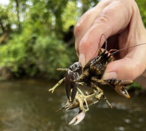 picture of rusty crayfish