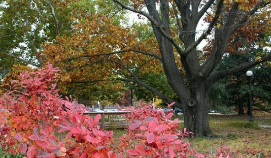 Red Oak Rain Garden on the campus of University of Illinois