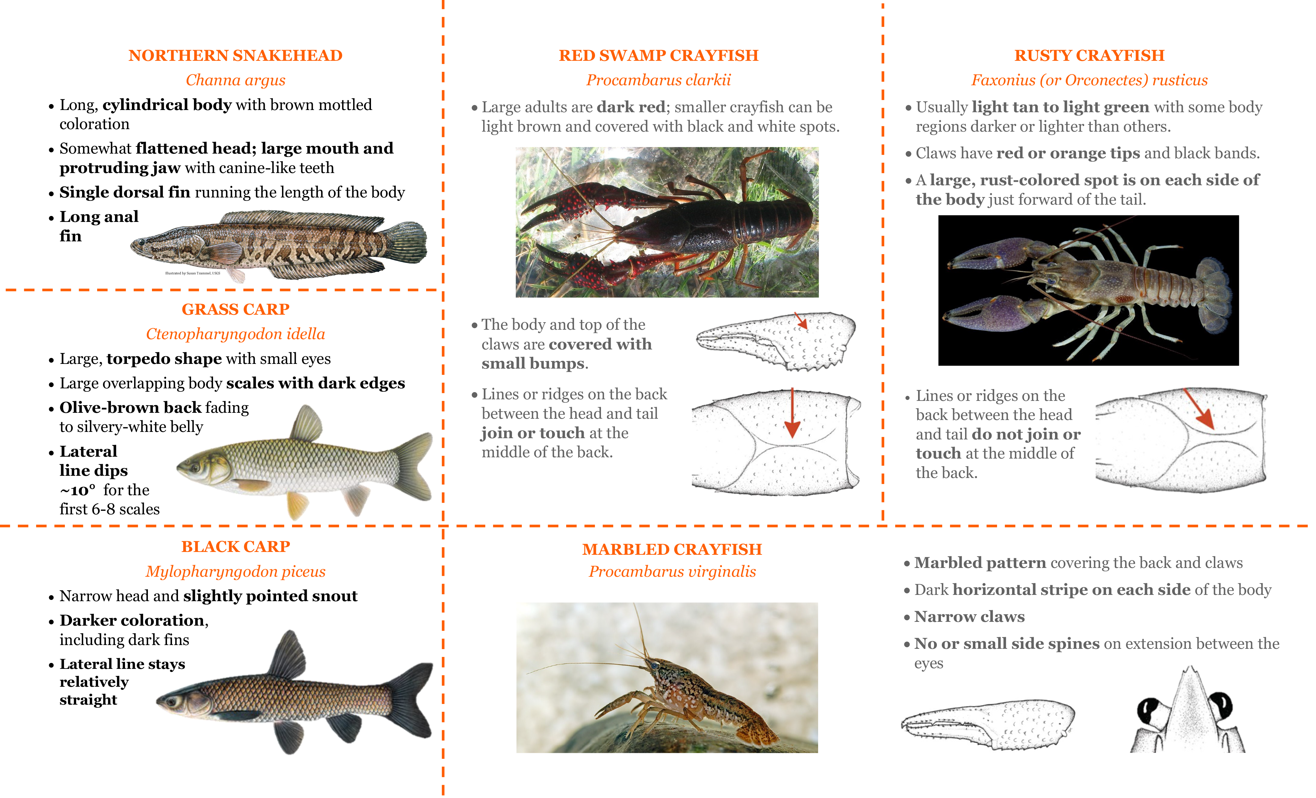 one side of the AIS ID card provided to the CPOs, featuring identifying characteristics of various invasive fish and crayfish