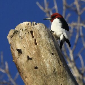 Red-headed Woodpecker