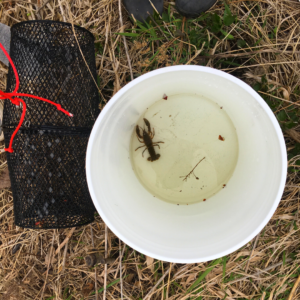 crayfish in a pail