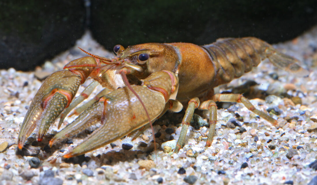 The native Northern clearwater crayfish or Faxonius propinquus