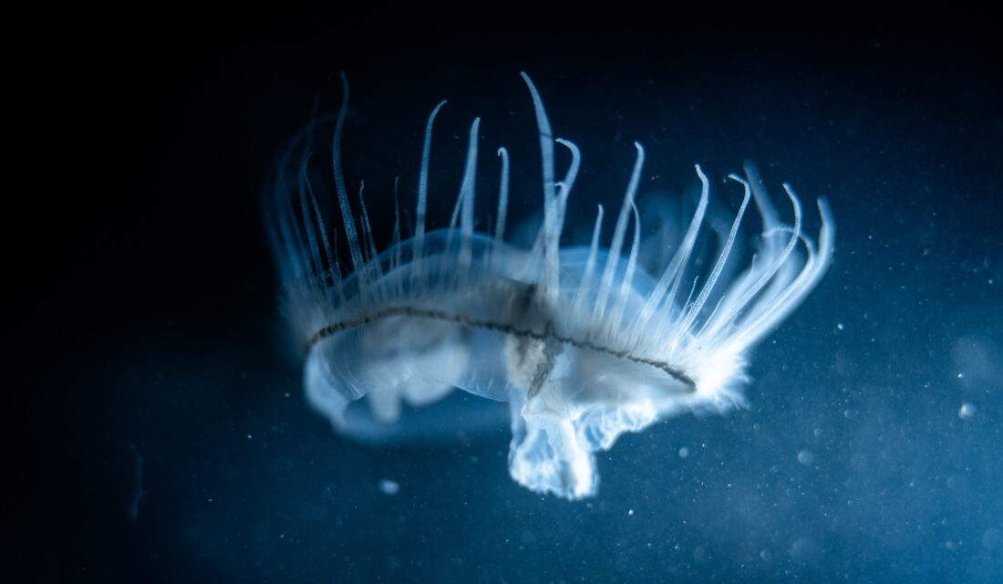 A freshwater jellyfish floating in water