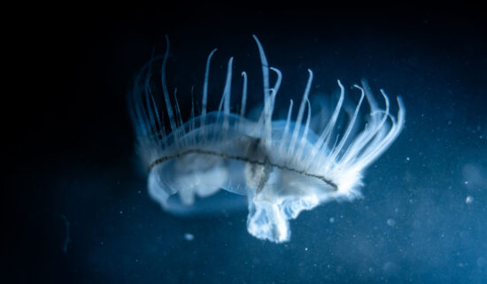 A freshwater jellyfish floating in water