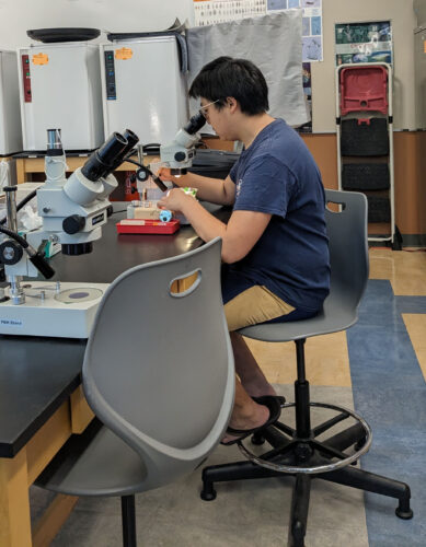A college student is in a laboratory, looking into a microscope.