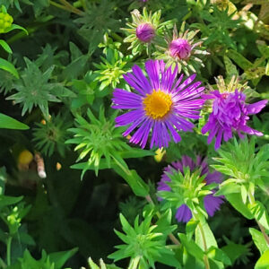 Aster from Red Oak Rain Garden