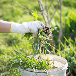 Stock photo of weed pulling