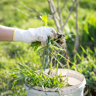 Stock photo of weed pulling