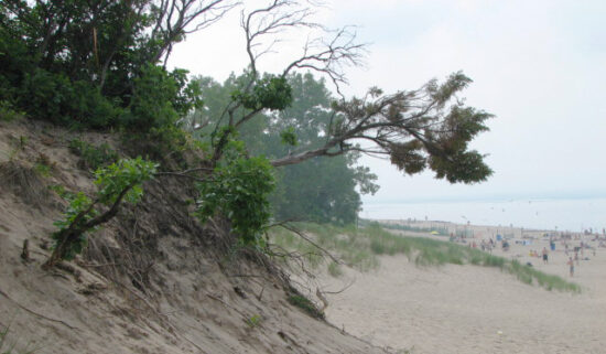 A gnarly tree growing in the dunes, with the Indiana beach in the background.